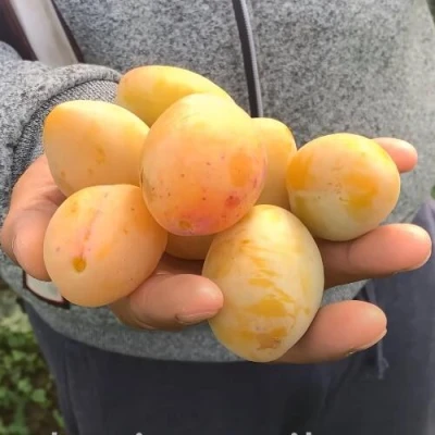 Слива ЯХОНТОВАЯ в Ставрополе