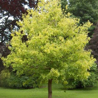 Клен ясенелистный в Ставрополе