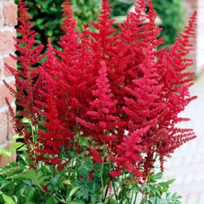 Астильба БУРГУНДИ РЕД Арендса в Ставрополе