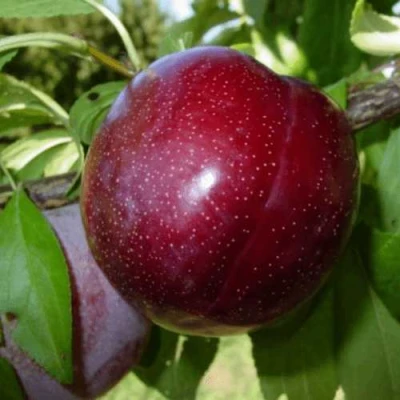 ШАРАФУГА в Ставрополе