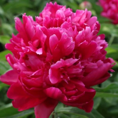 Пион ПЕСНЬ ВЕТРА травянистый в Ставрополе