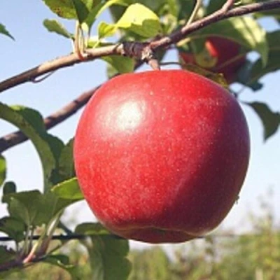 Яблоня ЛИГОЛ в Ставрополе