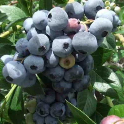 Голубика КРОЭТЭН в Ставрополе