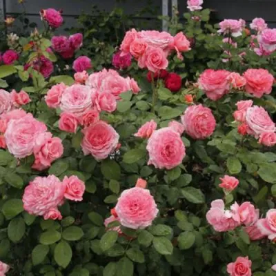 Роза ИНСТИТУТ ЛЮМЬЕР шраб в Ставрополе