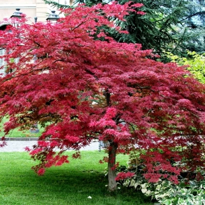 Клен пальмолистный в Ставрополе