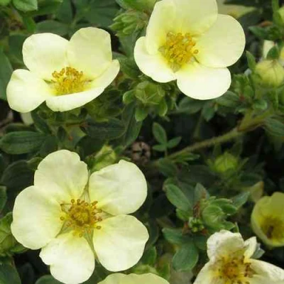 Лапчатка ЭЛИЗАБЕТ кустарниковая в Ставрополе