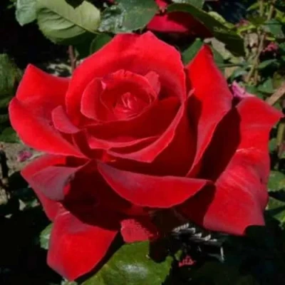 саженцы роз Красная Магия