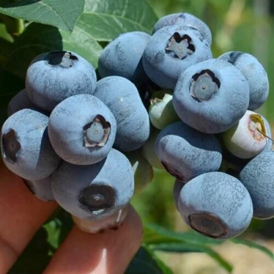 Голубика НЕЛЬСОН в Ставрополе