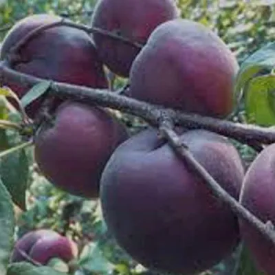 Абрикос ЧЕРНЫЙ БАРХАТ в Ставрополе