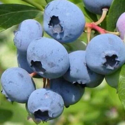 Голубика ДАРРОУ в Ставрополе