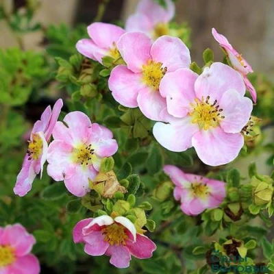 Лапчатка НЬЮ ДАУН кустарниковая в Ставрополе