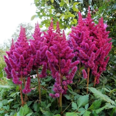 Астильба ВИЖНС китайская в Ставрополе