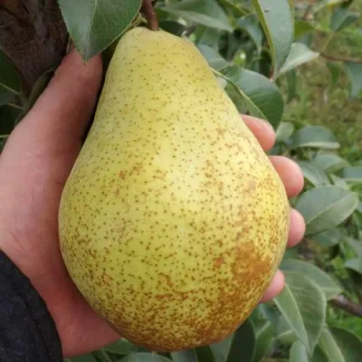 Груша ГЕНЕРАЛ ЛЕКЛЕРК в Ставрополе