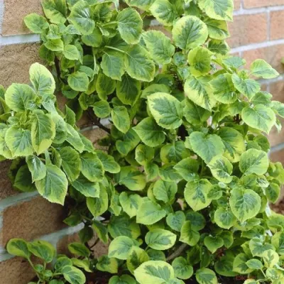 Гортензия МИРАНДА черешковая в Ставрополе