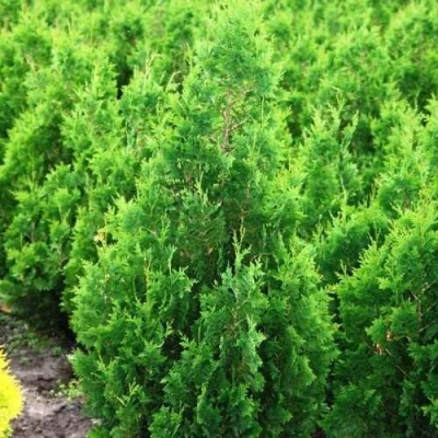 Туя СПИРАЛИС западная в Ставрополе