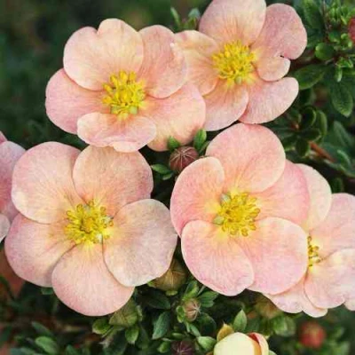 Лапчатка ДЕЙДАУН кустарниковая  в Ставрополе