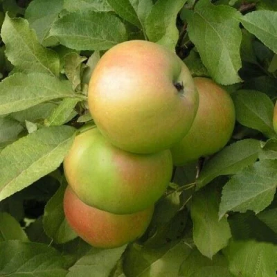 Яблоня ВЕРБНОЕ в Ставрополе