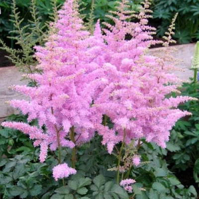 Астильба ГИАЦИНТ Арендса в Ставрополе