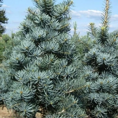 Пихта КОНКОЛОР в Ставрополе