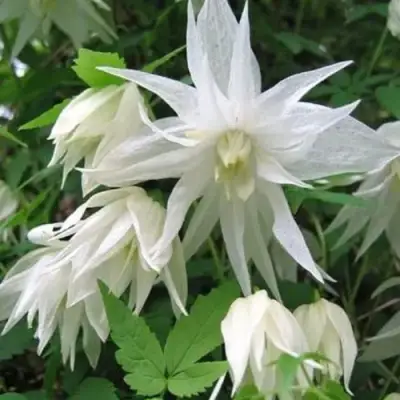 Княжик АЛЬБИНА ПЛЕНА белый махровый в Ставрополе