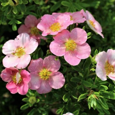 Лапчатка ЛАВЛИ ПИНК кустарниковая в Ставрополе