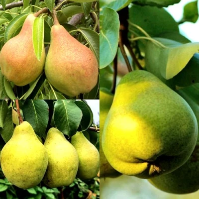 Комплект НАСТОЯЩИЙ ВОСТОРГ в Ставрополе