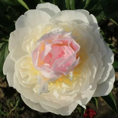 Пион БЛАШ КВИН травянистый в Ставрополе