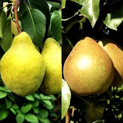 Комплект ДУЭТ в Ставрополе