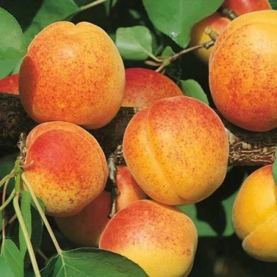 Абрикос УЛЬЯНИХИНСКИЙ в Ставрополе