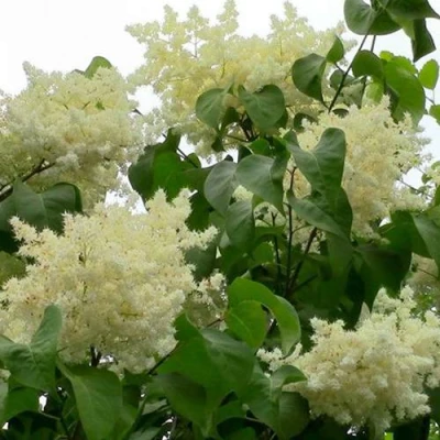Сирень АМУРСКАЯ в Ставрополе
