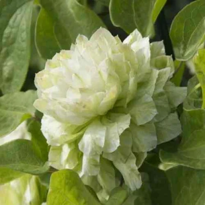 Клематис КОХАНА в Ставрополе