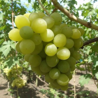 виноград валек