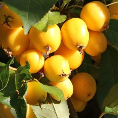 Яблоня ГОЛДЕН ХОРНЕТ декоративная в Ставрополе