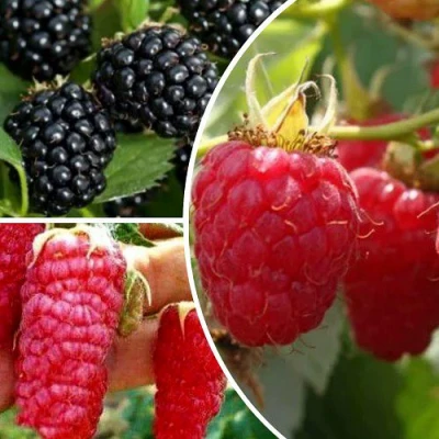 Комплект ЯГОДНЫЙ МИКС в Ставрополе