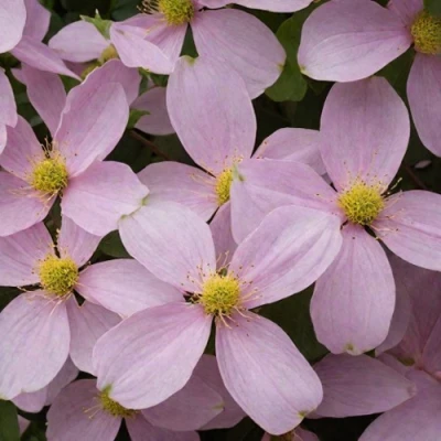 Клематис ГОРНЫЙ в Ставрополе