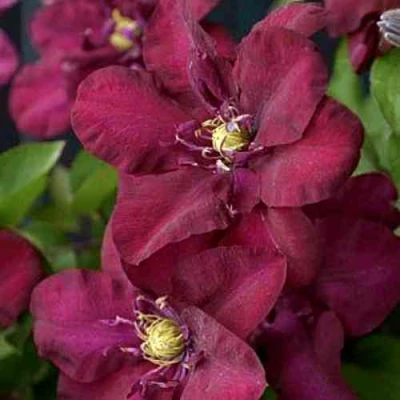 Клематис ЯН III СОБЕСКИ в Ставрополе