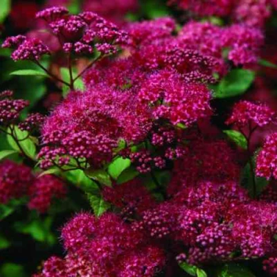 саженцы спиреи антони ватерер