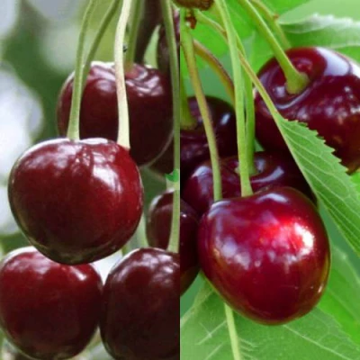 Комплект ВИШНЕВЫЙ ТАНДЕМ в Ставрополе