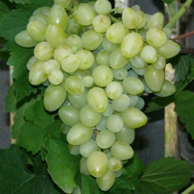 виноград кишмиш Афродита