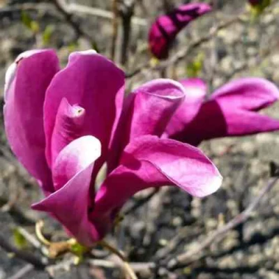 Магнолия СЬЮЗАН в Ставрополе