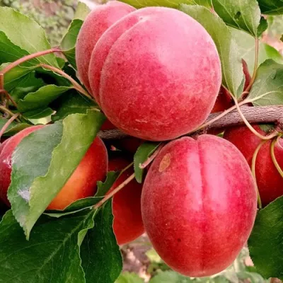 Абрикос РУБИСТА в Ставрополе