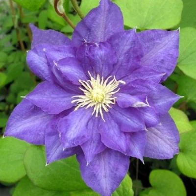 Клематис БЬЮТИ ОФ ВОЧЕСТЕР в Ставрополе