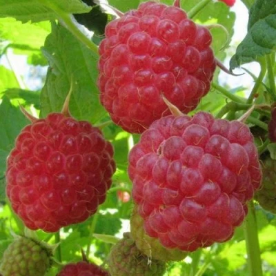 Малина НОВОСТЬ КУЗЬМИНА  в Ставрополе