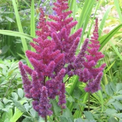 Астильба КАРАОКЕ ПАРТИ китайская в Ставрополе