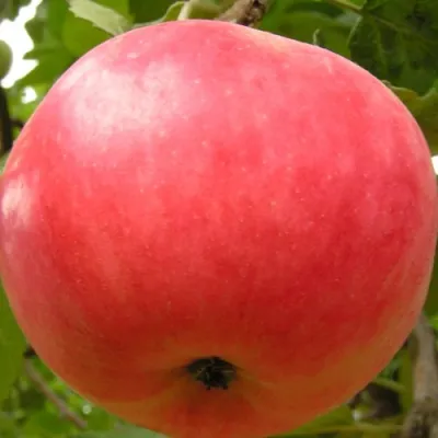 Яблоня СУЙСЛЕПСКОЕ (МАЛИНОВКА) в Ставрополе