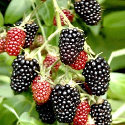 Ежемалина ДАРРОУ в Ставрополе