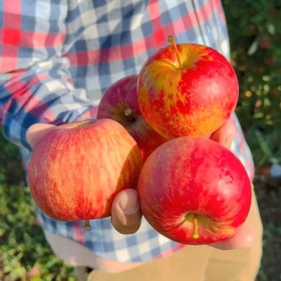 Яблоня КРАСАВИТА в Ставрополе