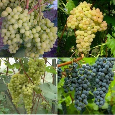 Комплект ВИНОГРАДНАЯ РАДУГА в Ставрополе