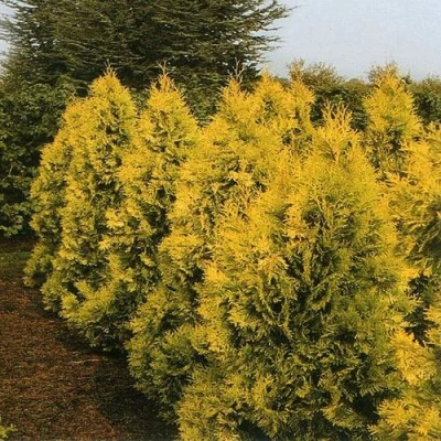Туя ЕВРОПА ГОЛД западная в Ставрополе