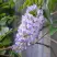 Глициния макростахия БЛЮ МУН в Ставрополе